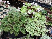 Fall Greenhouse Cyclamen 20251014 0005