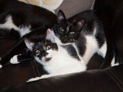 Bat Girl and Bam Bam