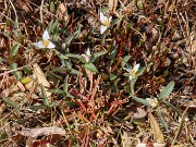 Spring Bog Garden Trilliums 20230318 0003