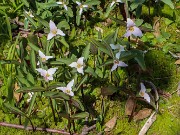 Spring Bog Garden Trilliums 20230409 0001