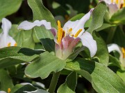 Spring Bog Garden Trilliums 20230409 0005