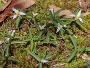 Spring Bog Garden Trilliums 20230409 0008