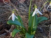 Spring Bog Gardens 20250318 0003