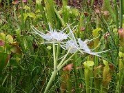 Summer Bog Gardens 20250807 0001