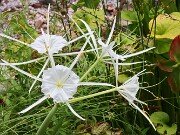 Summer Bog Gardens 20250807 0002