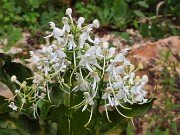 Summer Bog Gardens 20250807 0010