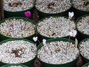 Summer Cyclamen hederifolium 20250723 0001