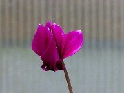 Summer Cyclamen hederifolium 20250723 0008