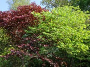 Summer Garden Views 20250602 0001