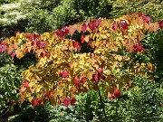 Summer Garden Views 20250602 0013