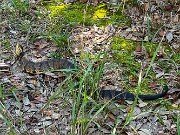 Cottonmouth Outer Banks 20251021 0001