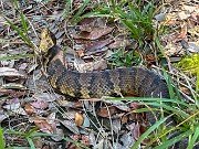 Cottonmouth Outer Banks 20251021 0002