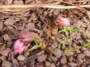 Winter Greenhouse Beds 20210216 0005