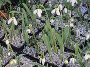 Winter Cold Frames 2025020210 0003