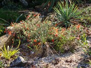 Fall Bog Garden Sand Bed 20240915 0001