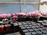 Fall Cyclamen Greenhouse 20240915 0004