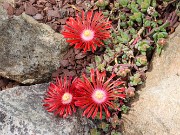 Spring Bog Garden Sand Beds 20220501 0001