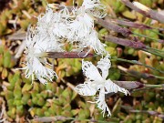 Spring Bog Garden Sand Beds 20220501 0003