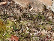 Spring Bog Garden Trilliums 20230318 0002