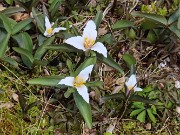 Spring Bog Garden Trilliums 20230329 0004