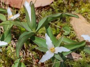 Spring Bog Garden Trilliums 20230409 0009