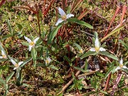 Spring Bog Garden Trillium pusillum 20240316 0001