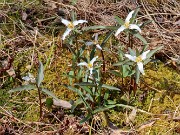 Spring Bog Garden Trillium pusillum 20240316 0002