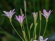 Summer Bog Garden Sand Beds 20220604 0001