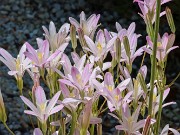 Summer Bog Garden Sand Beds 20220604 0003