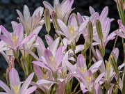 Summer Bog Garden Sand Beds 20220604 0004