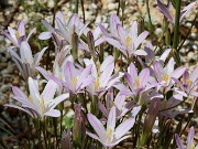 Summer Bog Garden Sand Beds 20220604 0006