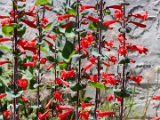 Summer Bog Garden Sand Beds 20220604 0008