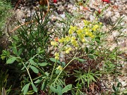 Summer Bog Garden Sand Beds 20220604 0010