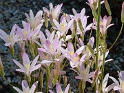 Summer Bog Garden Sand Beds 20220604 0011