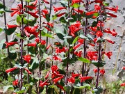 Summer Bog Garden Sand Beds 20220604 0013