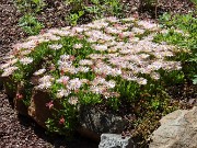 Summer Bog Garden Sand Beds 20220604 0014