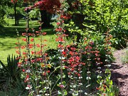 Summer Bog Garden Sand Beds 20220604 0017