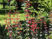 Summer Bog Garden Sand Beds 20220604 0018