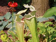 Summer Bog Gardens 20230615 0006