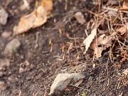 Winter Driveway Beds 20250207 0001