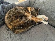 Cats and Dogs 20250519 0003