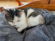 Cats and Dogs 20250519 0004