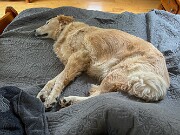 Cats and Dogs 20250519 0005