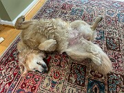 Cats and Dogs 20250519 0006