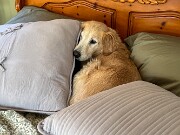 Sophie 20241102 0002