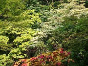 Summer Garden Views 20250602 0002