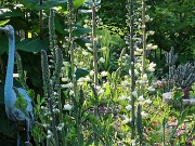 Summer Garden Views 20250602 0004