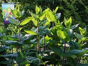 Summer Garden Views 20250602 0005