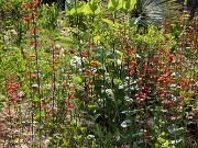 Summer Garden Views 20250602 0006