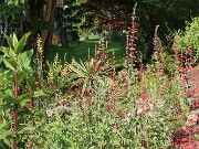 Summer Garden Views 20250602 0007